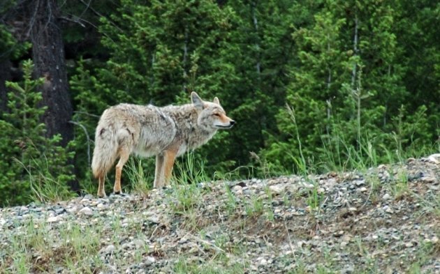 Coyote in Jasper