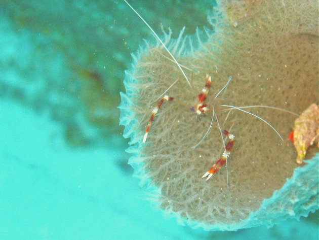 Een garnaal in het koraal