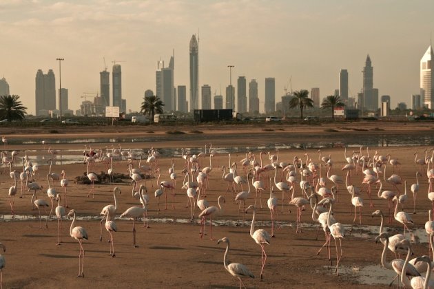 Flamingo's in de skyline