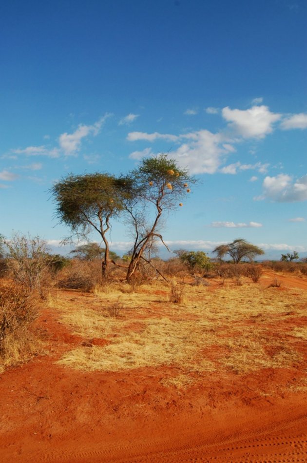 Typisch Afrikaans landschap