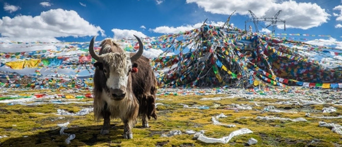 Tibet image
