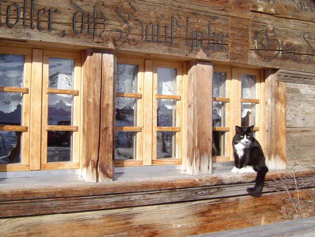 Kat in raam Zwitsers chalet