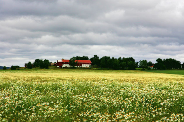 noorse boerderij met bloemenveld...