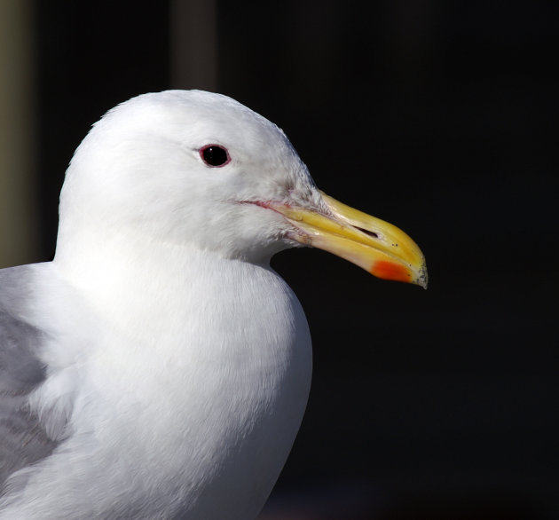 See gull