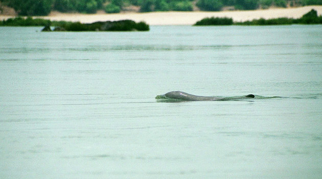 Irriwady dolfijn