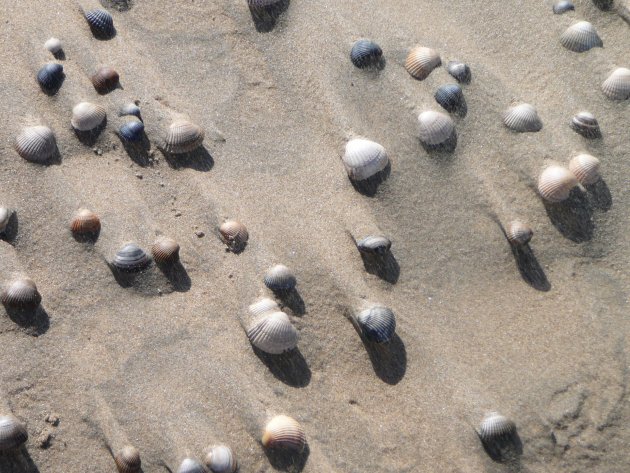 schelpjes op het strand van Zandvoort