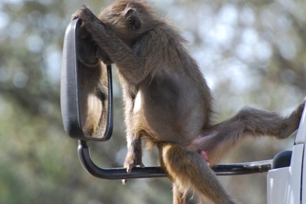 baviaan op autospiegel