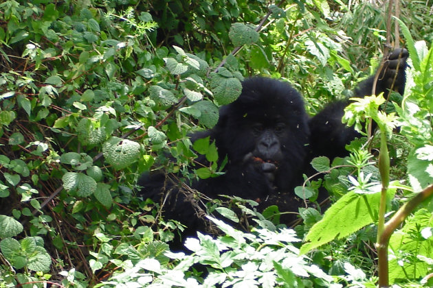 Baby gorilla aan de lunch
