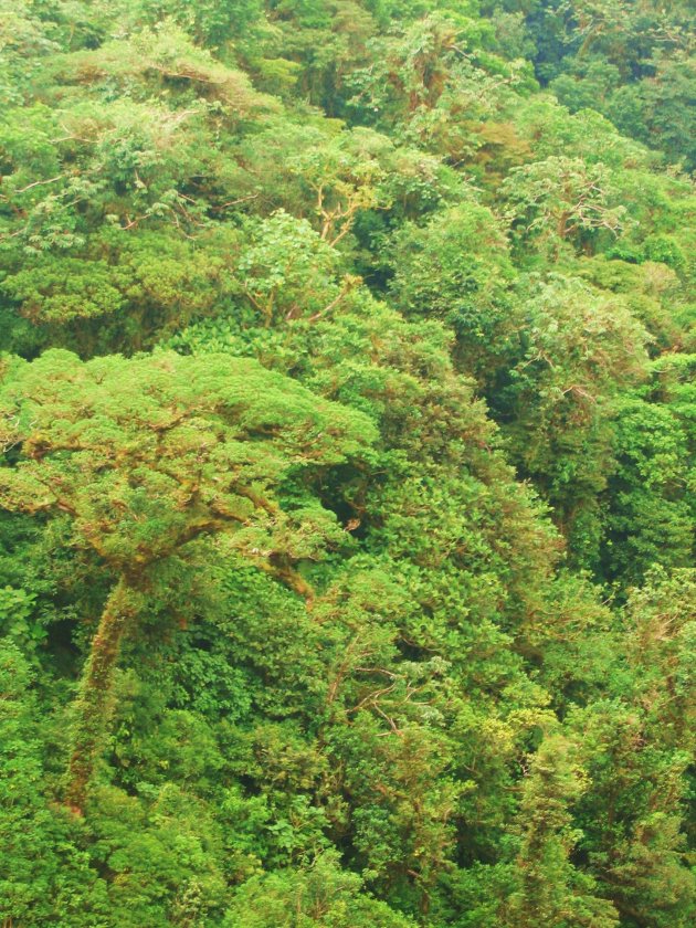 Het dak van het Monteverde nevelwoud