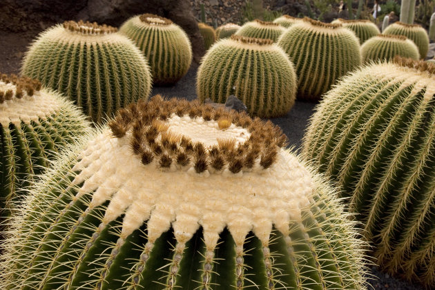 Lanzarote cactustuin