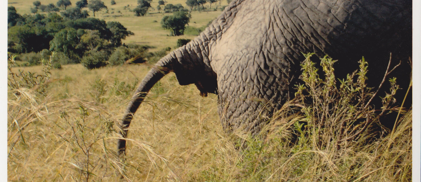 Masai Mara NP image
