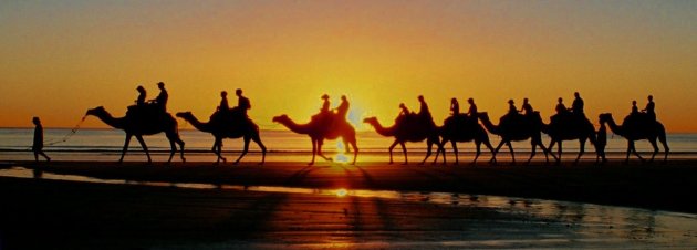 Camel sunset II