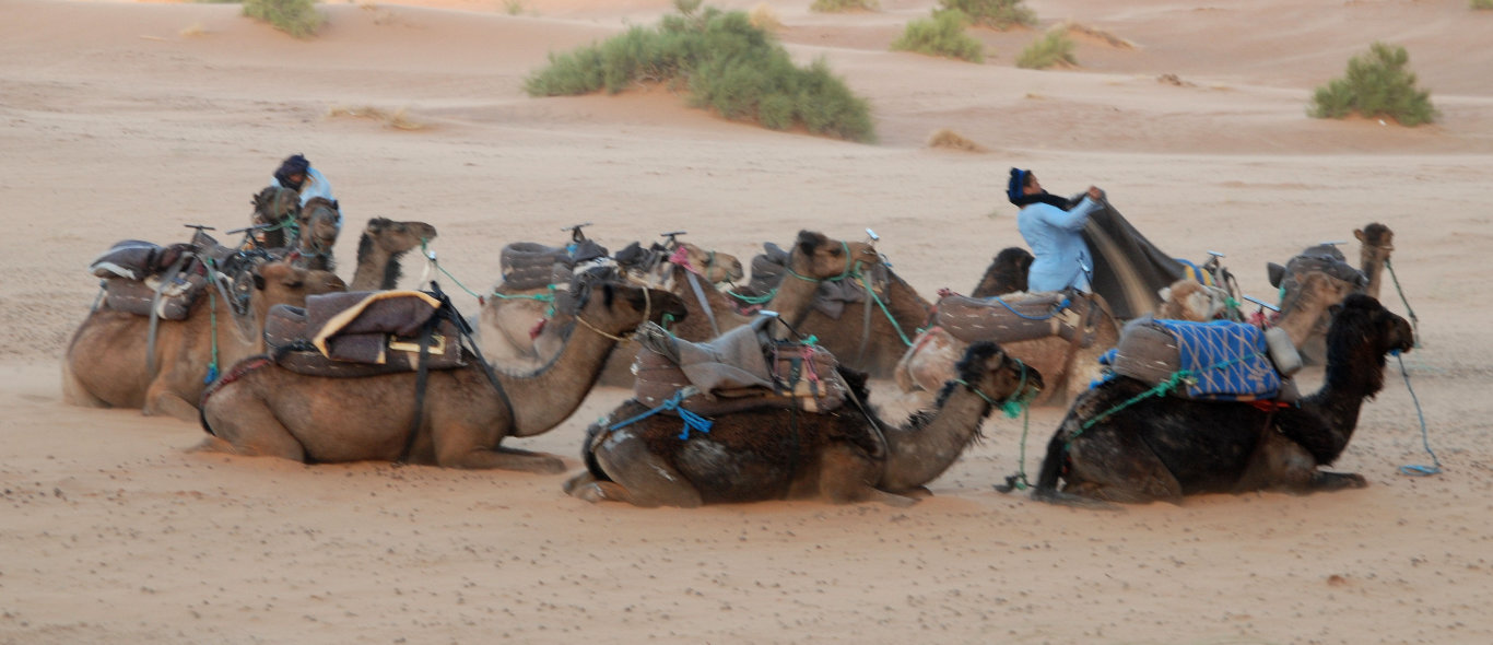 Zuid Sahara en oases image