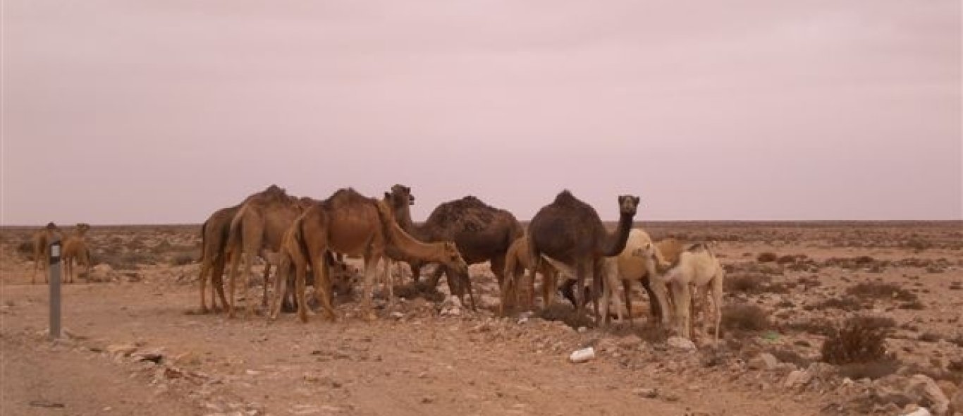 Westelijke Sahara image