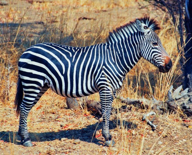 Hartmann's zebra