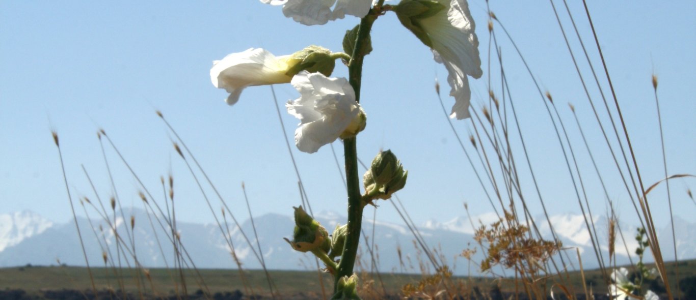 Zuid Kazachstan image
