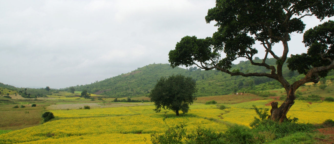 Odisha image