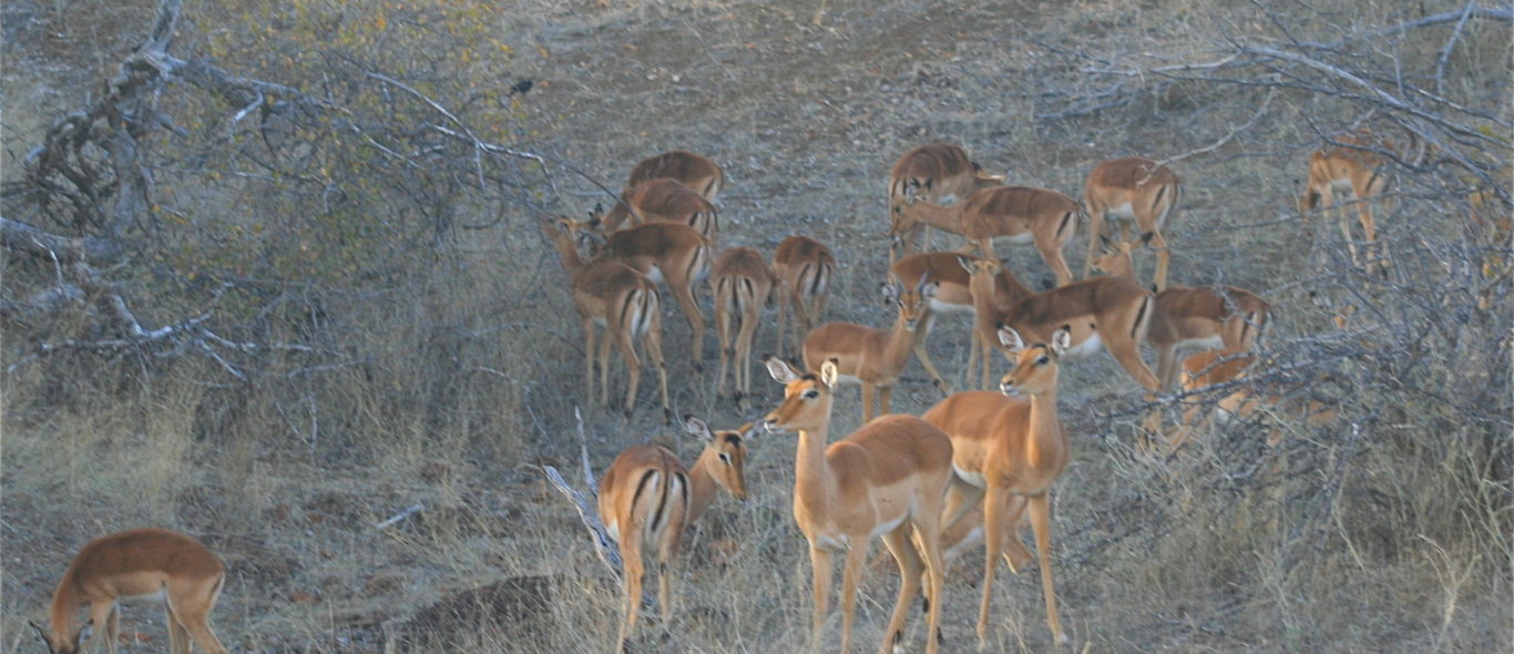 Krugerpark image