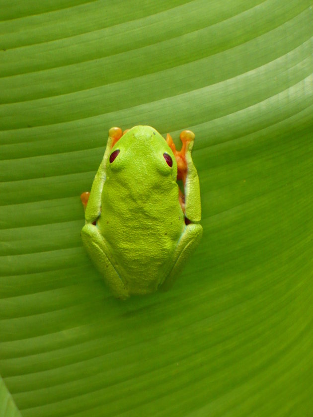 Gaudy Leaf Frog