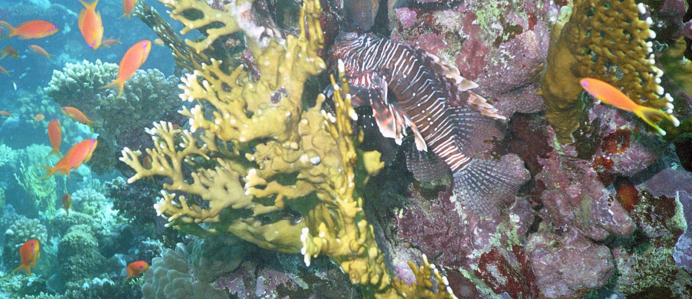 Nep-koraalrif in de Rode Zee image