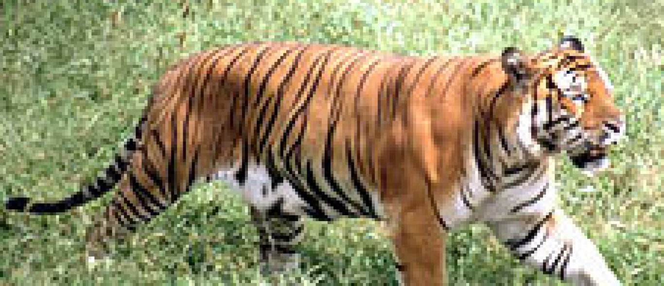 Chinese tijger gezien na 30 jaar image