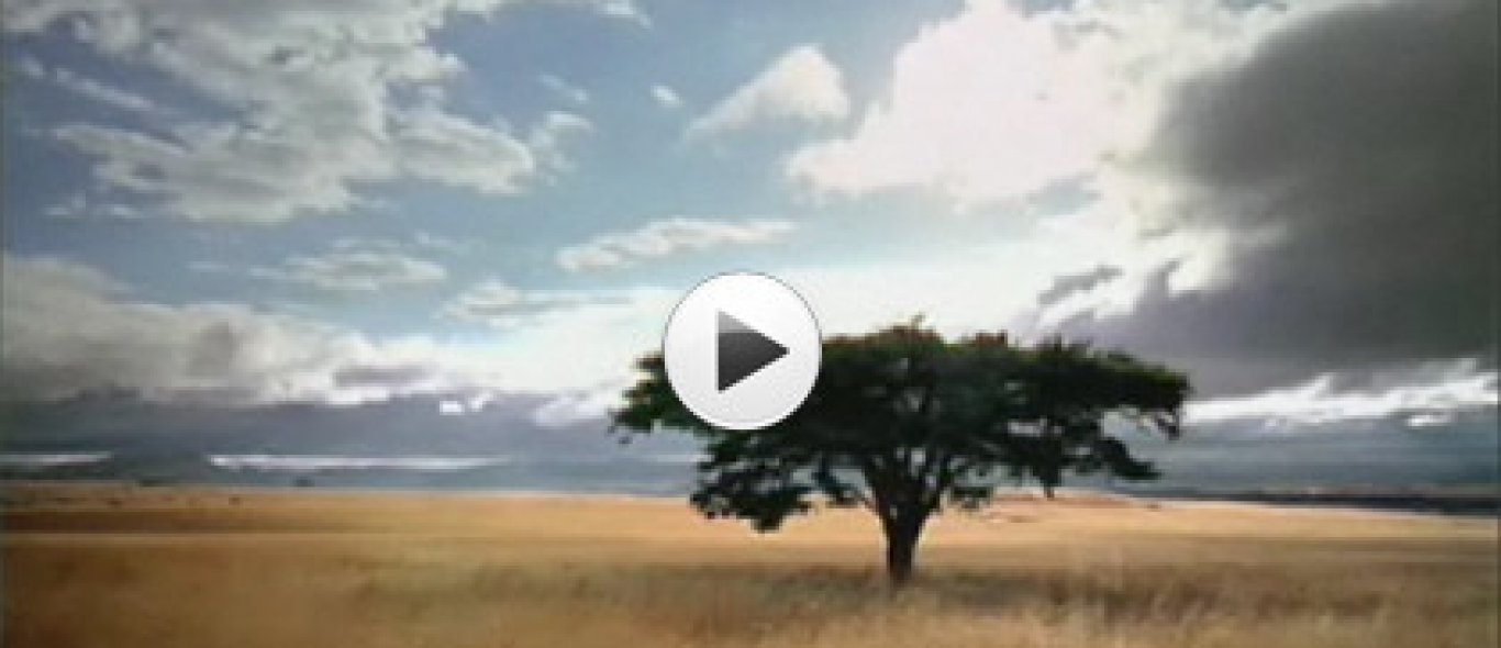 VIDEO: Cheetah valt aan! image