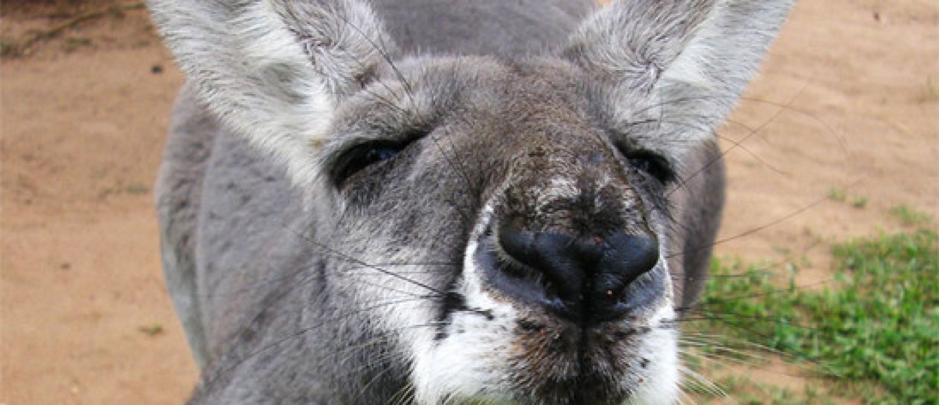 Australië doodt kangoeroes image