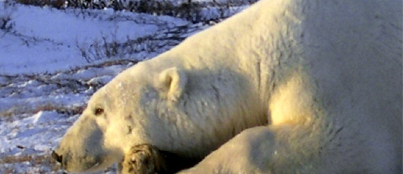 Tweede ijsbeer in IJsland image