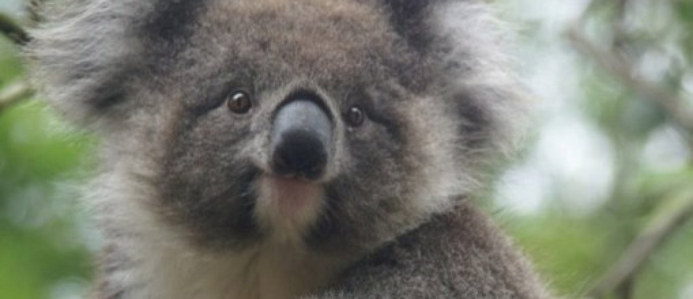 Man ramt koala uit boom image