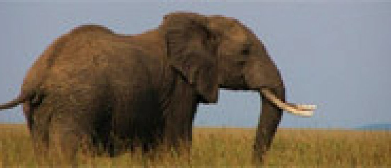 Olifanten onder schot in Namibië  image
