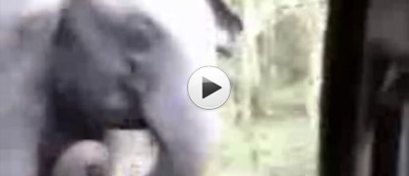 VIDEO: Olifanten-aanval India image