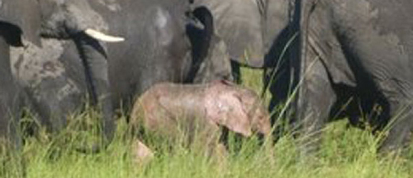 Roze olifant gespot image