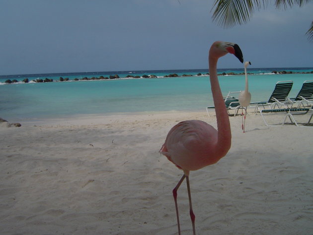 flamingo's op het strand