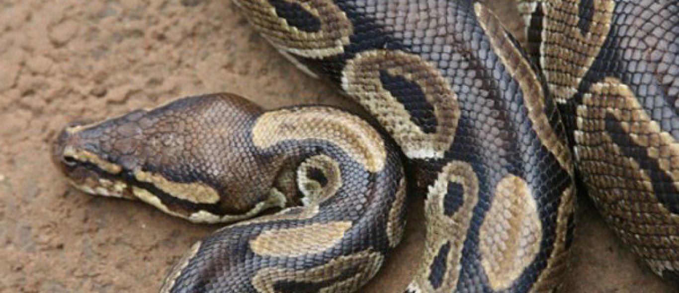 Keniaan versus python image