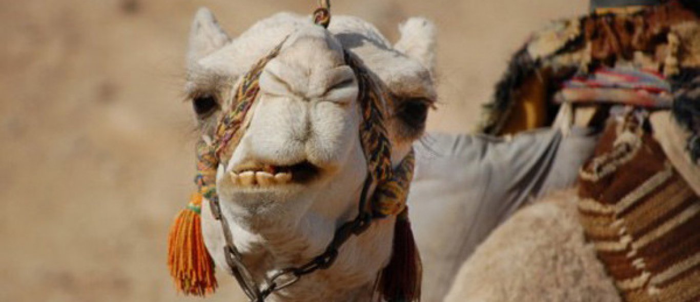 Wetenschappers klonen kameel image