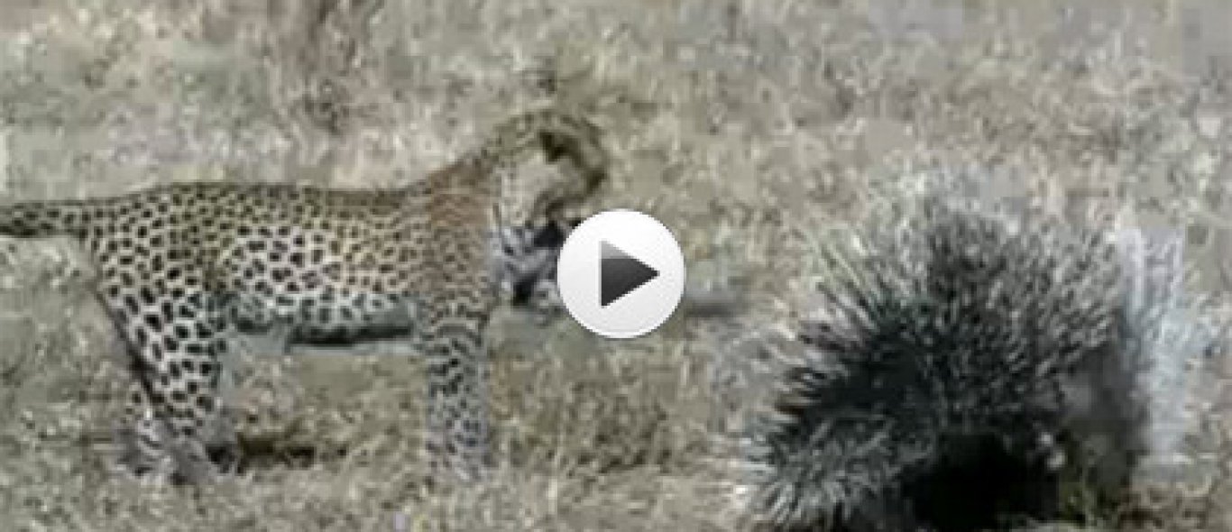 VIDEO: Luipaard versus stekelvarken image
