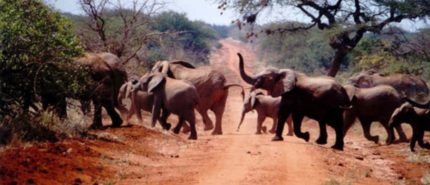 Africa Month bij Animal Planet image