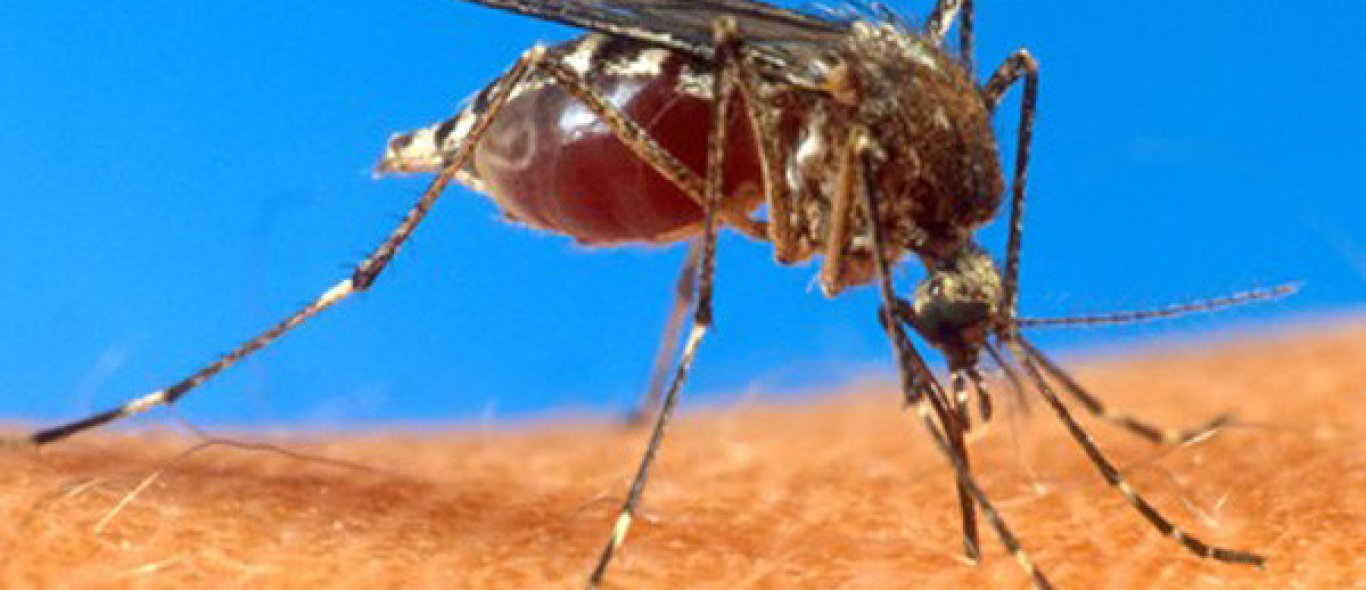 Vaccin tegen malaria image