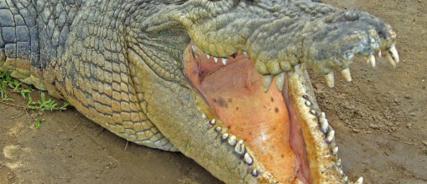 Ophef over pesten krokodillen image