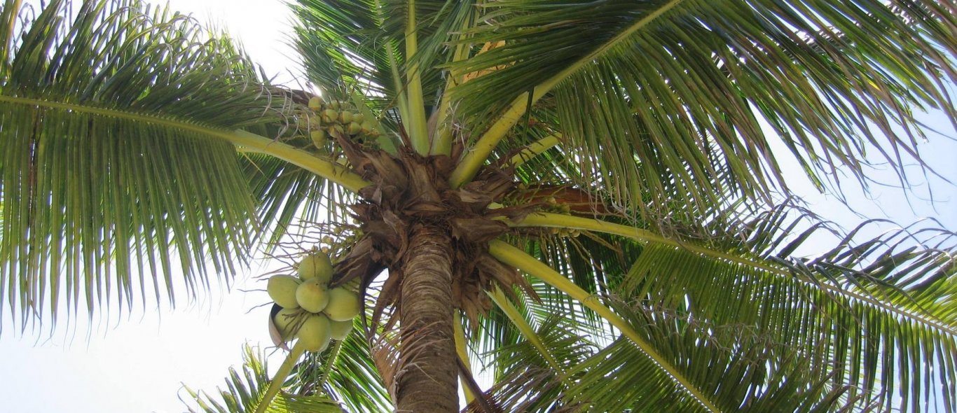 Geen kokosnoten meer in Rio image