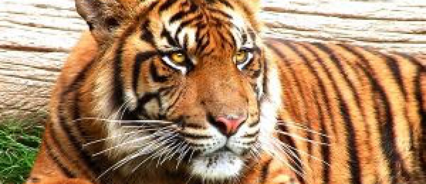 Sumatraanse tijgers te koop image