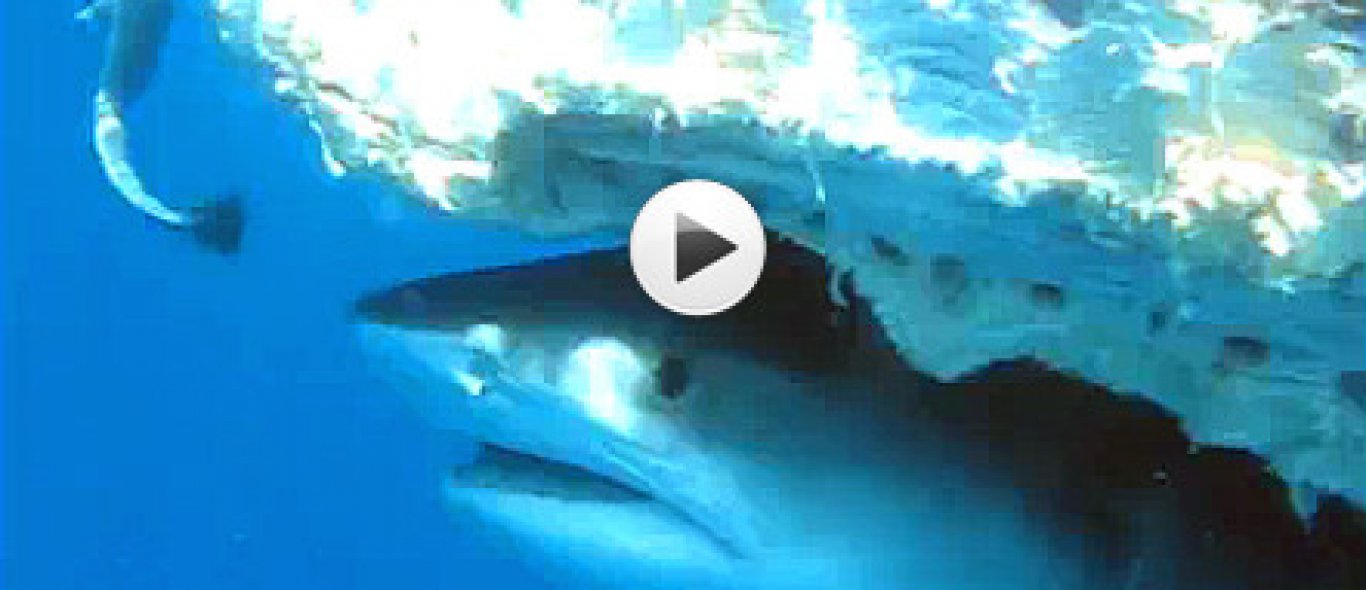VIDEO: Ritje op rug haai image