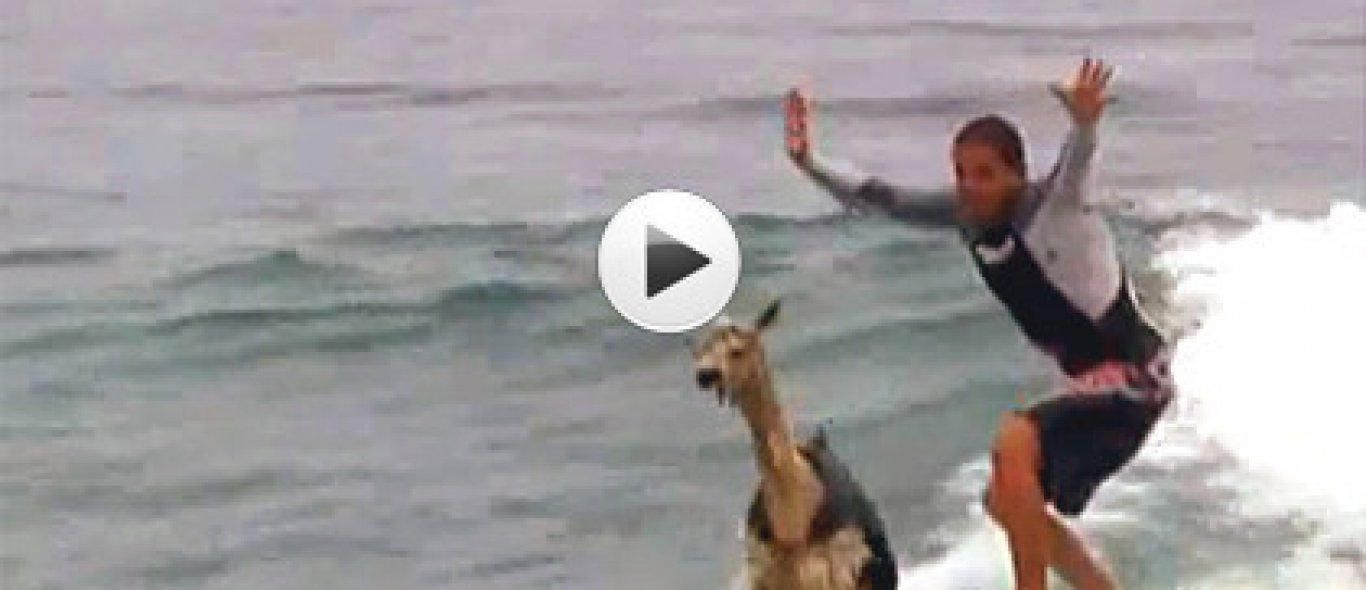 VIDEO: Surfende lama image