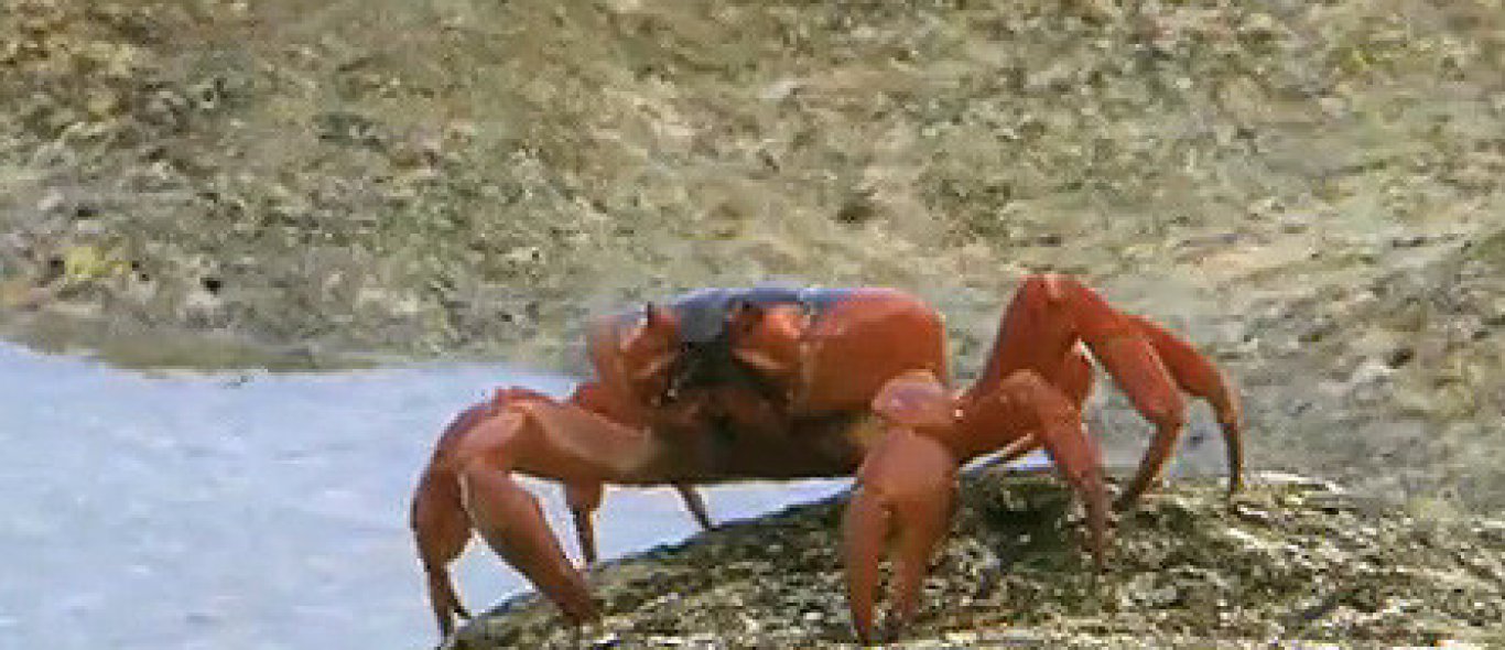 Video: massale krabbenmigratie image