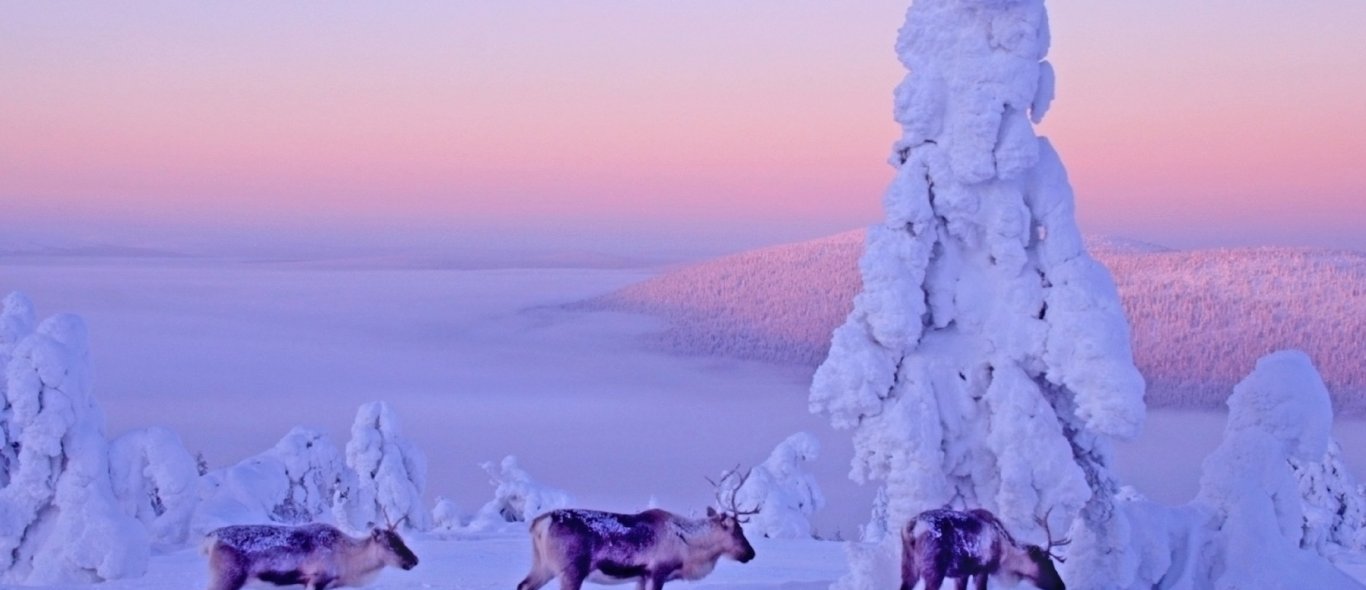Ga op reportage naar Fins Lapland! image