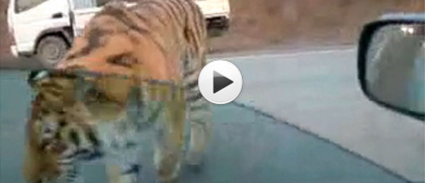 VIDEO: tijger als tegenligger image