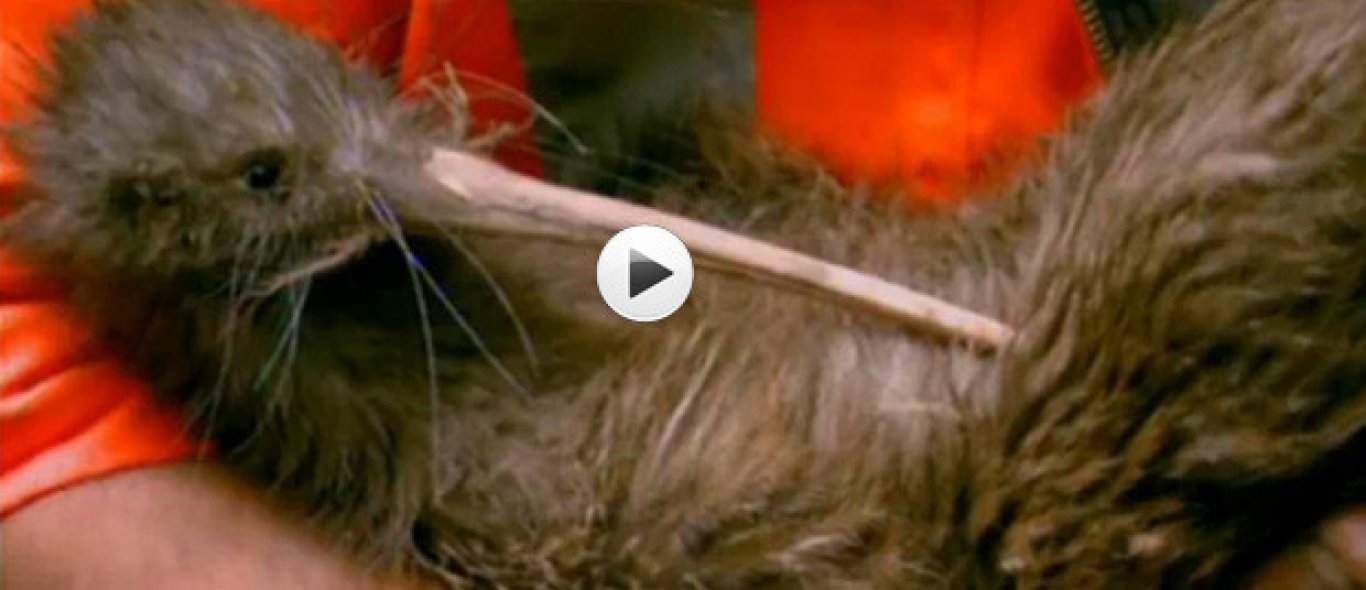 VIDEO: Op zoek naar de kiwi image