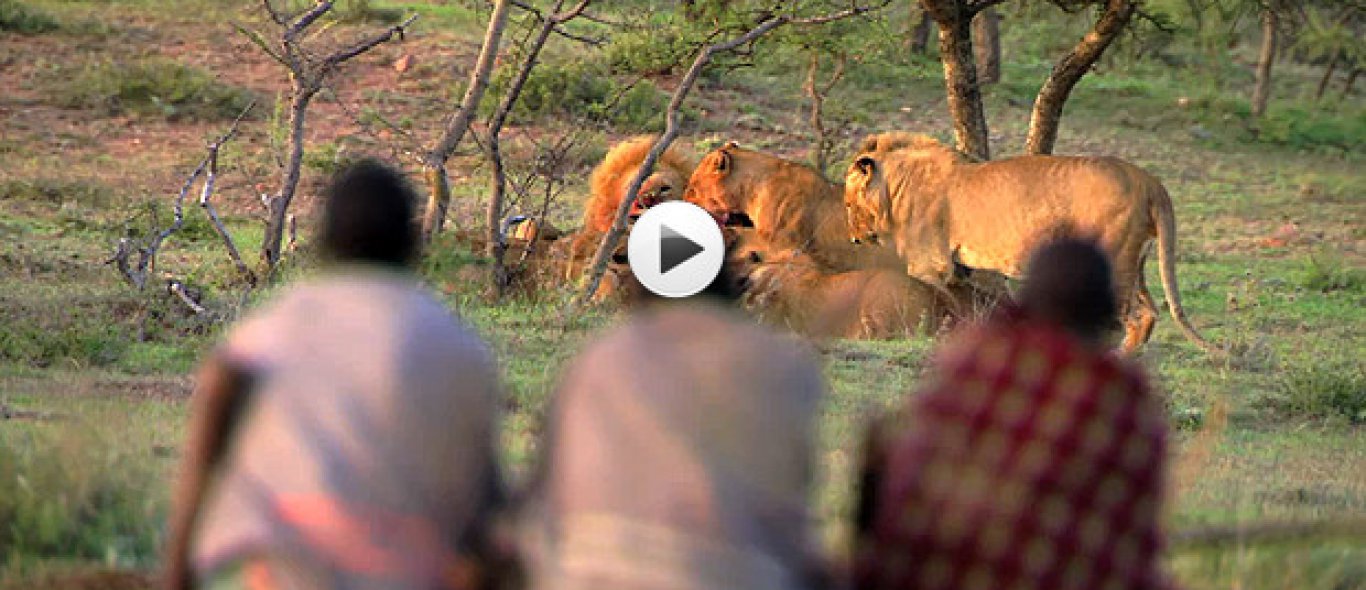 VIDEO: Stam jat prooi van leeuwen image