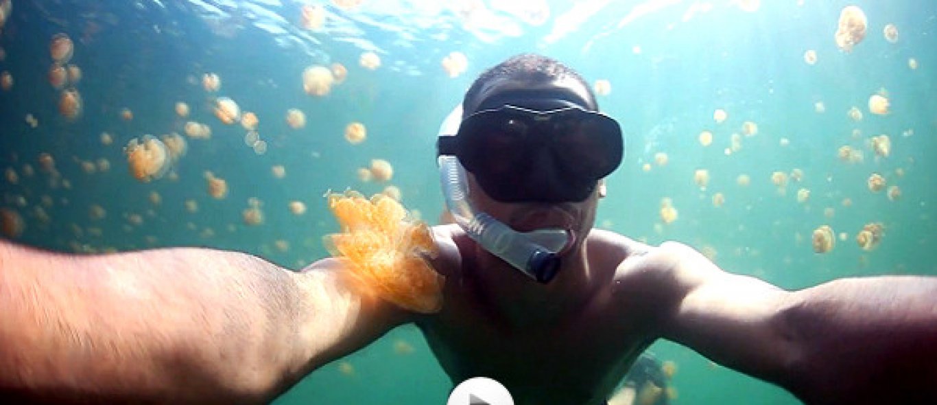 VIDEO: Zwemmen met kwallen image