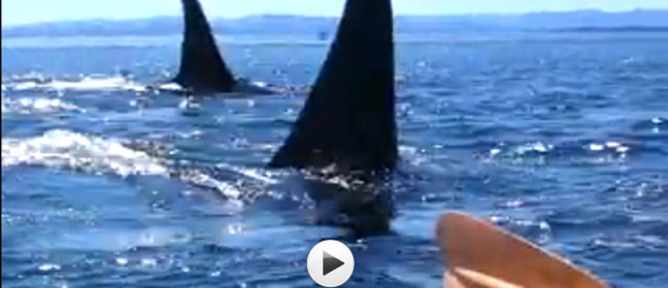 VIDEO: Kajakken tussen orka's image